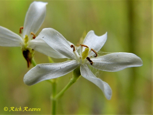 {Sabatia brevifolia}